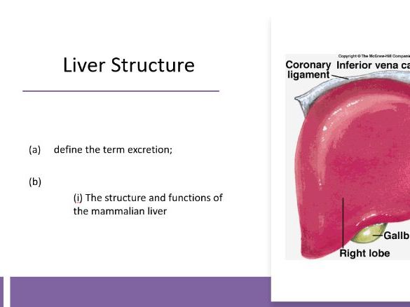 Biology A Level Excretion (OCR)