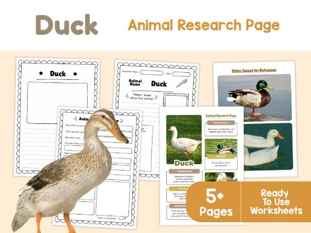 Duck Animal Research Page | Water Birds Science Worksheets
