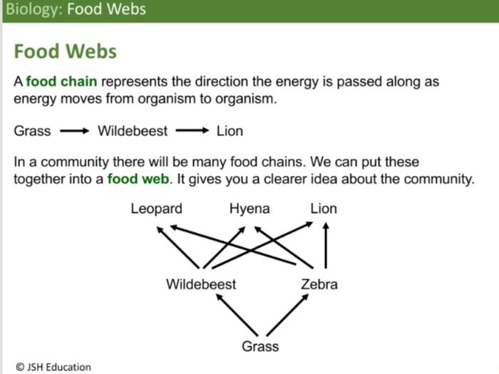 KS3 Biology: Food Webs