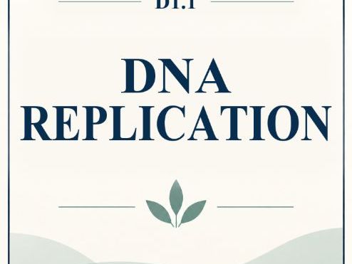 IB Biology HL D1.1 DNA Replication MCQ Practice