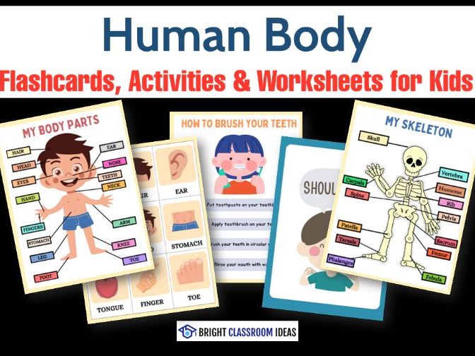 Human Body Flashcards, Activities & Worksheets for Kids