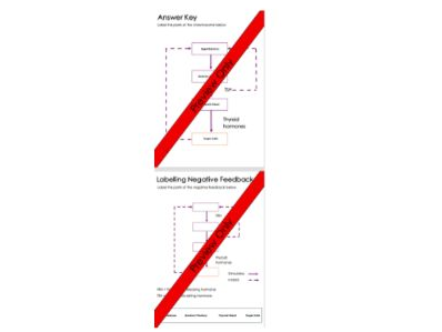Negative Feedback Worksheet – Endocrine System (Thyroid Hormones)