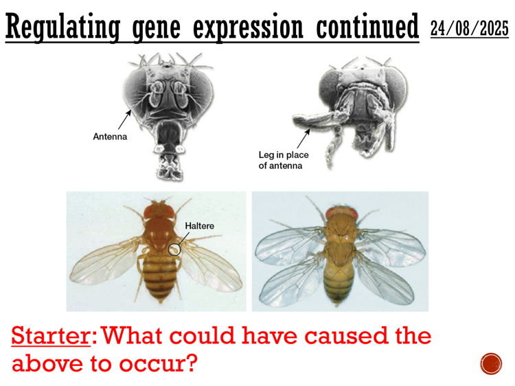 Mutation - complete lesson (A2)