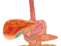 Print out Digestive Organs