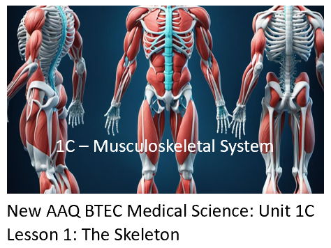 NEW: AAQ BTEC Medical Science Unit 1C Musculoskeletal System - Lesson 1: The Skeleton