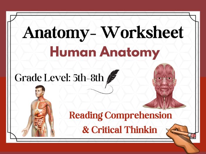 Human Anatomy: Reading Comprehension Passages & Questions Worksheets ...