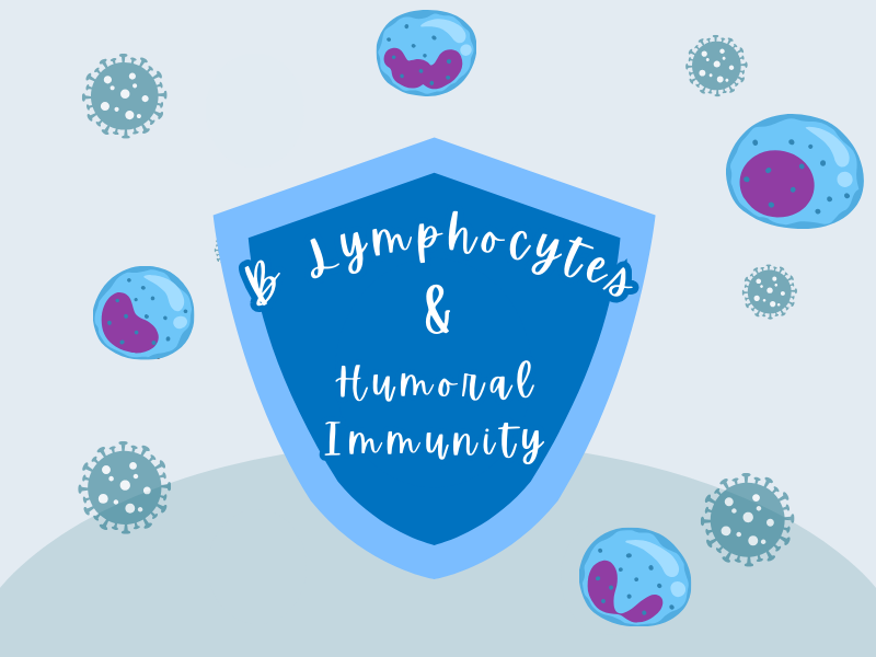 Lymphocytes & Humoral Immunity – AQA A-Level Biology (L4 Cells)