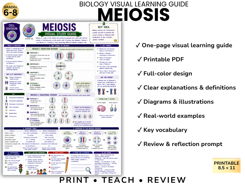 MEIOSIS | Biology Visual Learning Guide | Grade 8 & Middle School Science