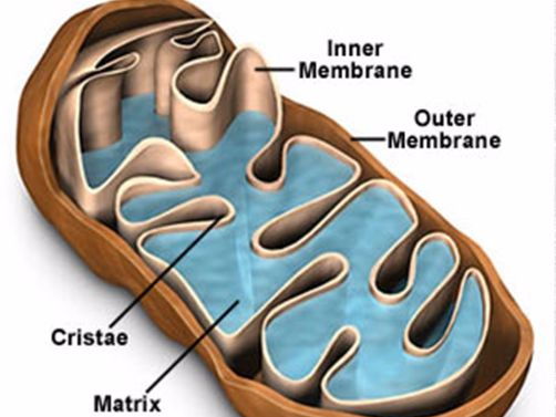 Respiration in Cells