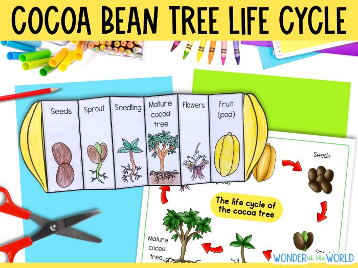 Life cycle of a cocoa bean tree fold and sequence science craft activity