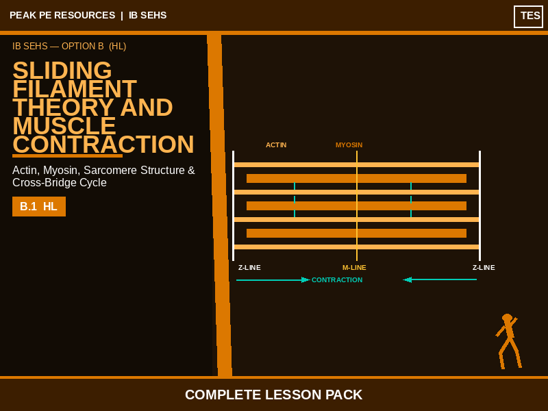IB SEHS | Sliding Filament Theory and Muscle Contraction | Complete Lesson Pack | B.1 HL