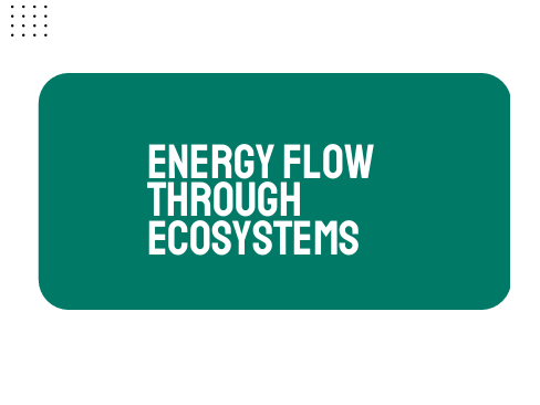 AP Biology Unit 8: Energy flow Through Ecosystems