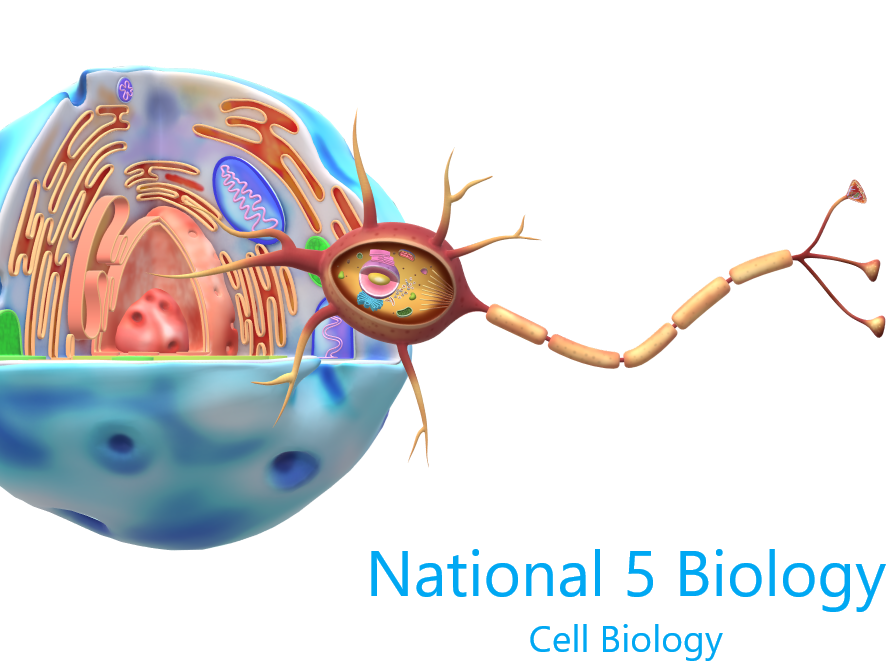 National 5 Biology Exam Questions Cell Biology 2