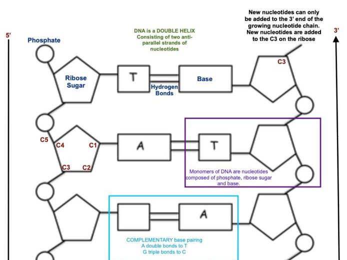 A1.2 DNA Structure RETRIEVAL PRACTICE
