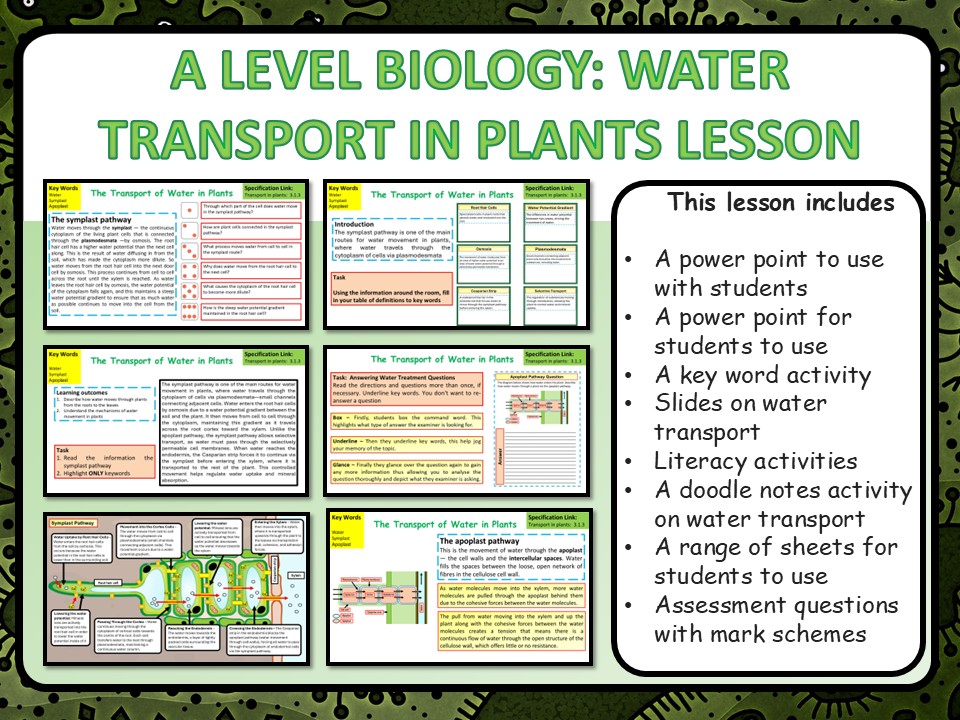 A Level Biology Water Movement in Plants Lesson & Activities