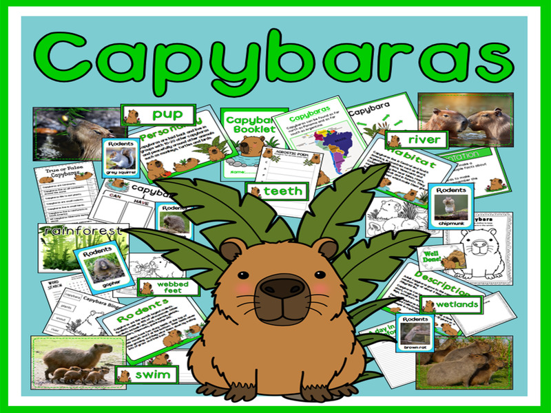 All About Capybaras - resources, activities, worksheets, display