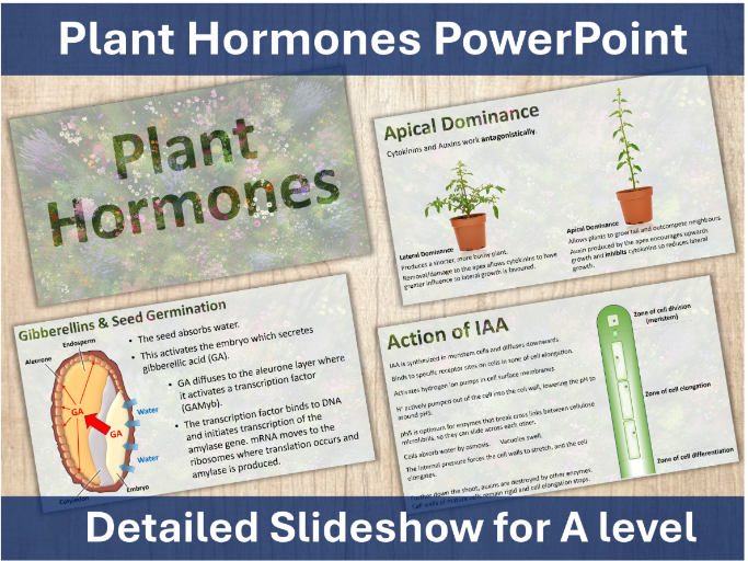Plant Hormone PPT for A-level