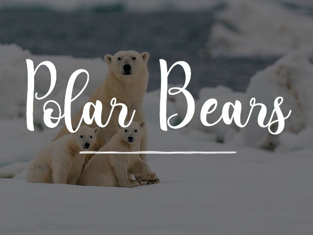 All About Polar Bears