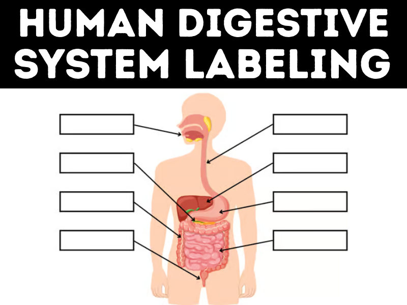 Human Digestive System Labeling Activity for 3rd-5th Grade human body systems