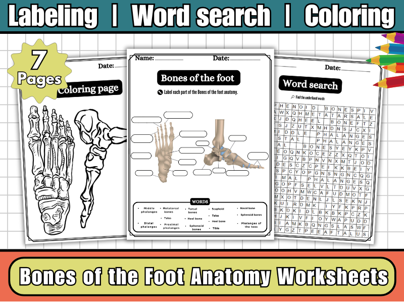 Bones of the Foot Worksheet | Labeling Diagram | Word Search | Coloring- Skeleton Science Pack
