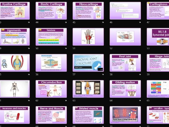 AAQ BTEC Health & Social Care Unit 2 Human Biology B5 Musculoskeletal system