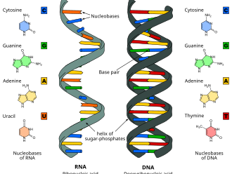 AS Level Biology -  Structure of nucleic acids and replication of DNA