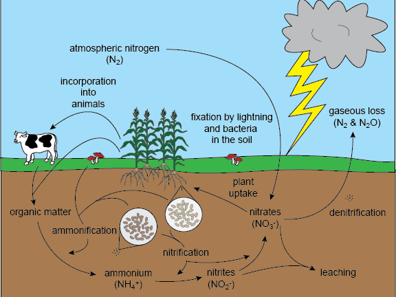 Nutrient Cycle | Teaching Resources describe water cycle with the help of diagram 