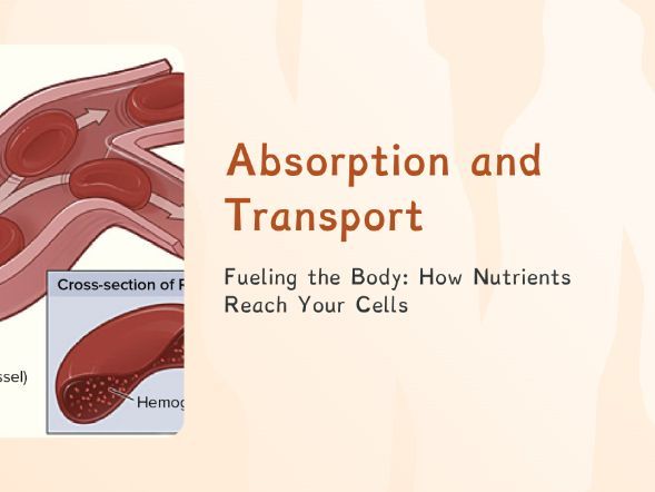Organisms: Absorption and Transport (PPT + Worksheet)