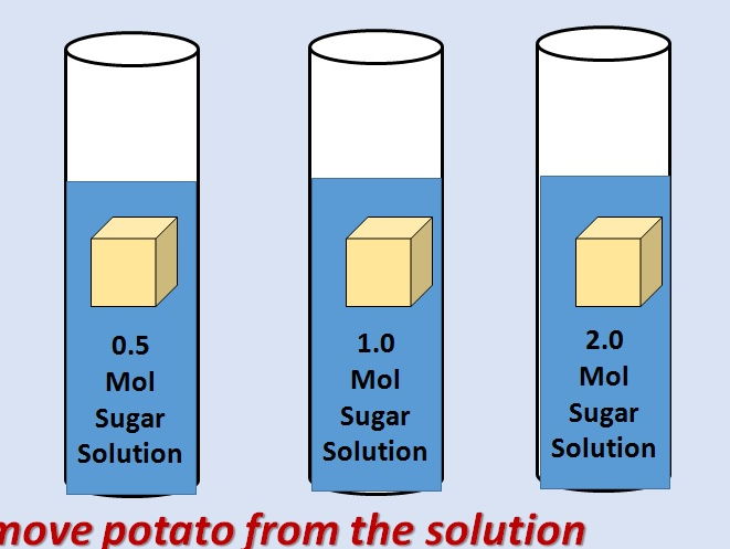 Osmosis Required Practical - AQA