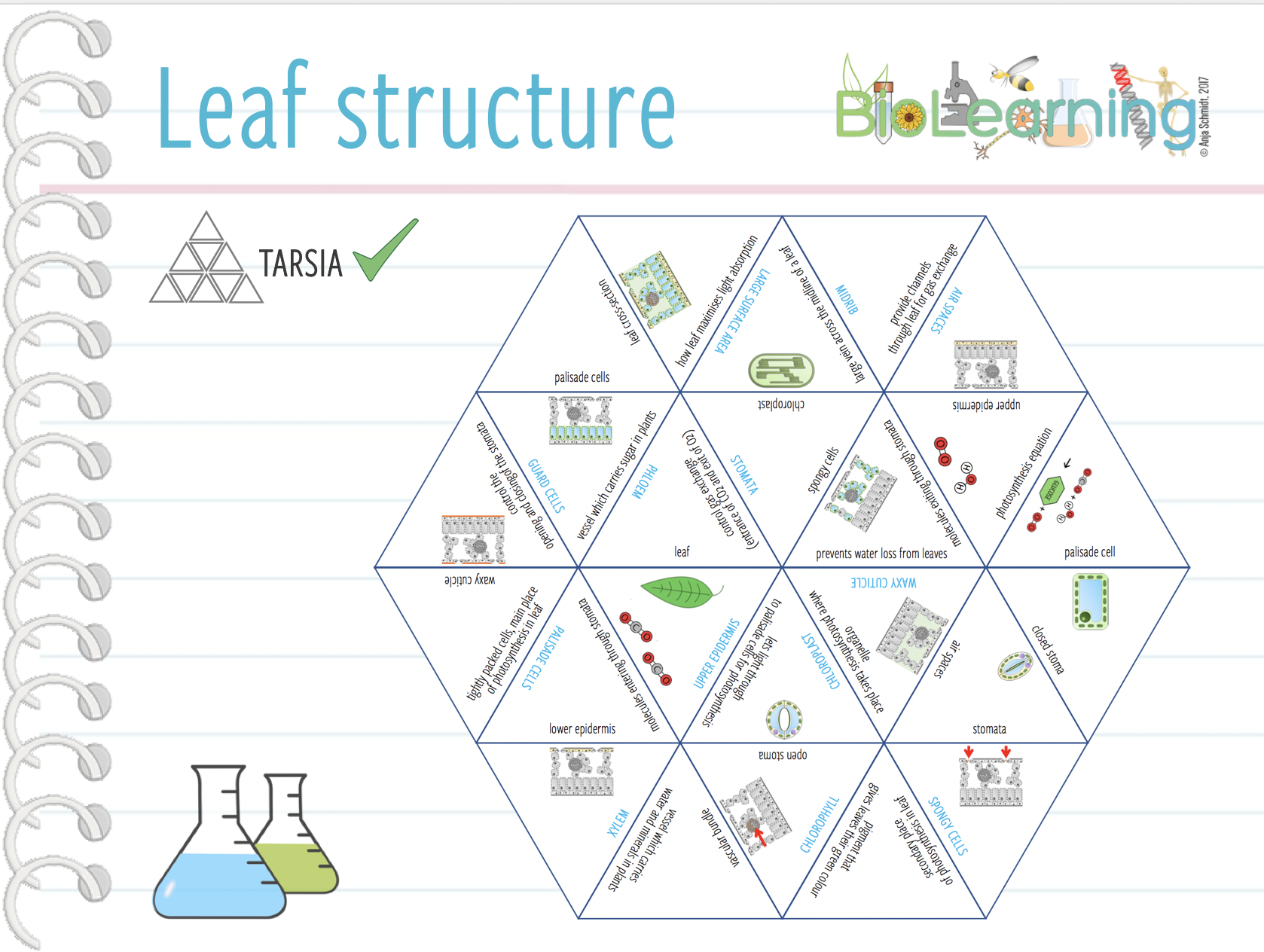 Leaf structure - Tarsia (KS3/4) | Teaching Resources