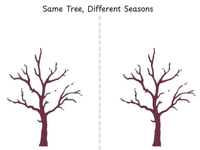 Same tree, different season