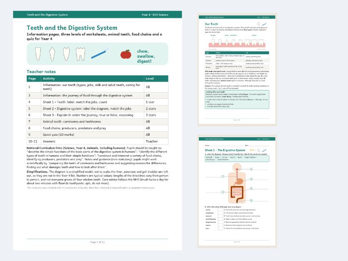 Teeth and Digestive System Y4 Science Worksheets