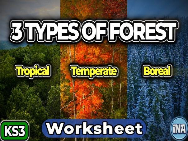 The Forests of the World - KS3 Geography Worksheet