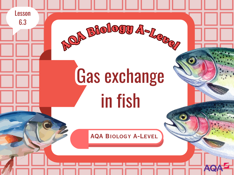 Gas Exchange in Fish – AQA AS-Level Biology (Year 12) 6.3