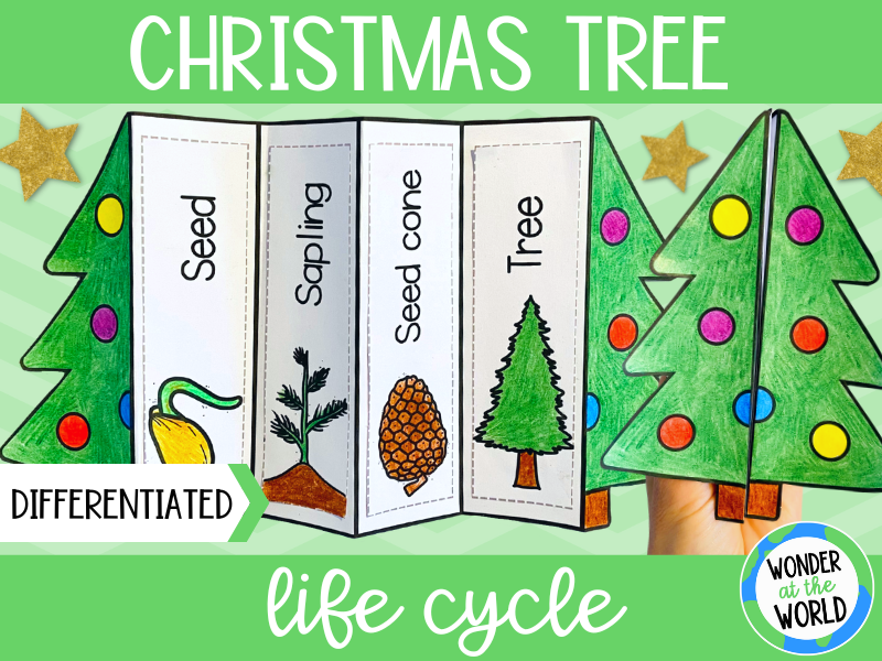 Life cycle of a Christmas tree foldable activity KS1 Teaching Resources