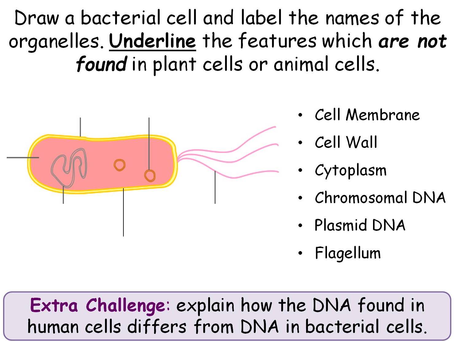 Unicellular Organisms Year 8 Topic- 6 full lessons (KS3 8D) | Teaching