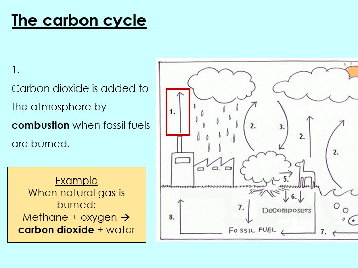 The carbon cycle - KS3 Activate lesson