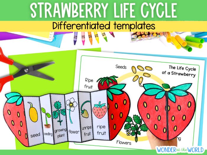Life cycle of a strawberry plant summer science sequence and fold activity KS1 KS2 cut and paste