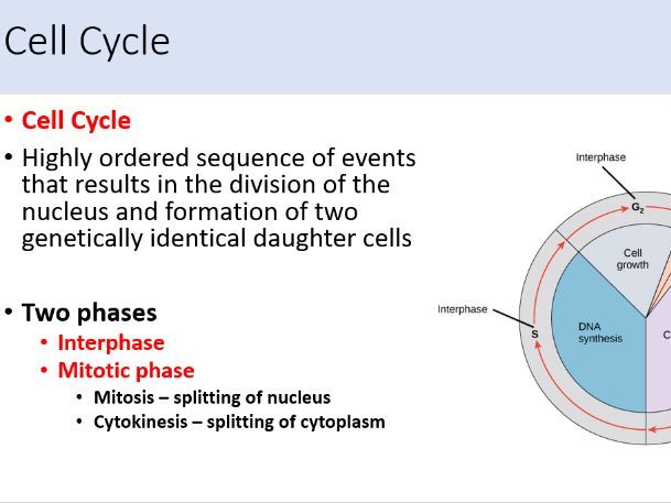 Ch6 Cell Division - 8 lesson pack - OCR A level Biology A