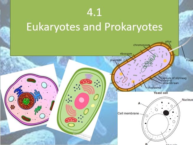 GCSE Biology 4.1 Eukaryotes and Prokaryotes Lessons