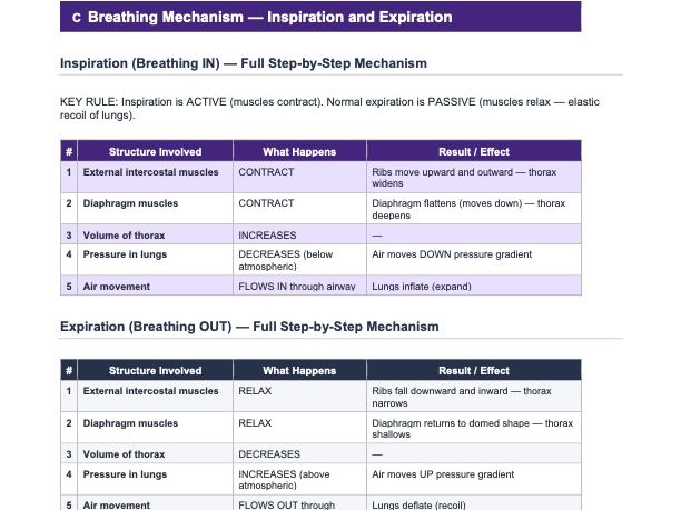 Ch. 11 & 12: Gas Exchange & Respiration — Exam-focused Revision Guide — Cambridge IGCSE Biology