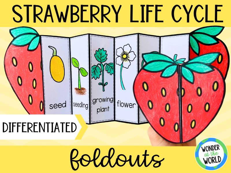 Life Cycle Of A Strawberry Foldable Science Activity Teaching Resources
