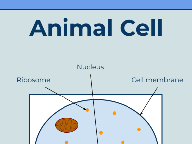 Cell & Microscope Display (Simple)
