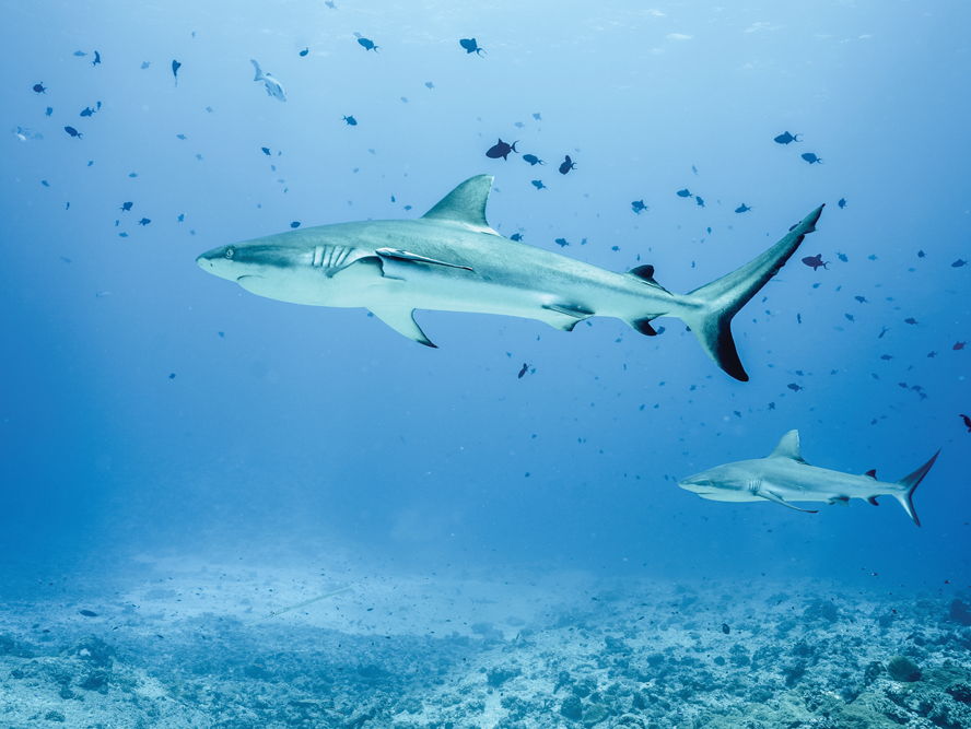 Ocean soundscapes: how do fish hear?