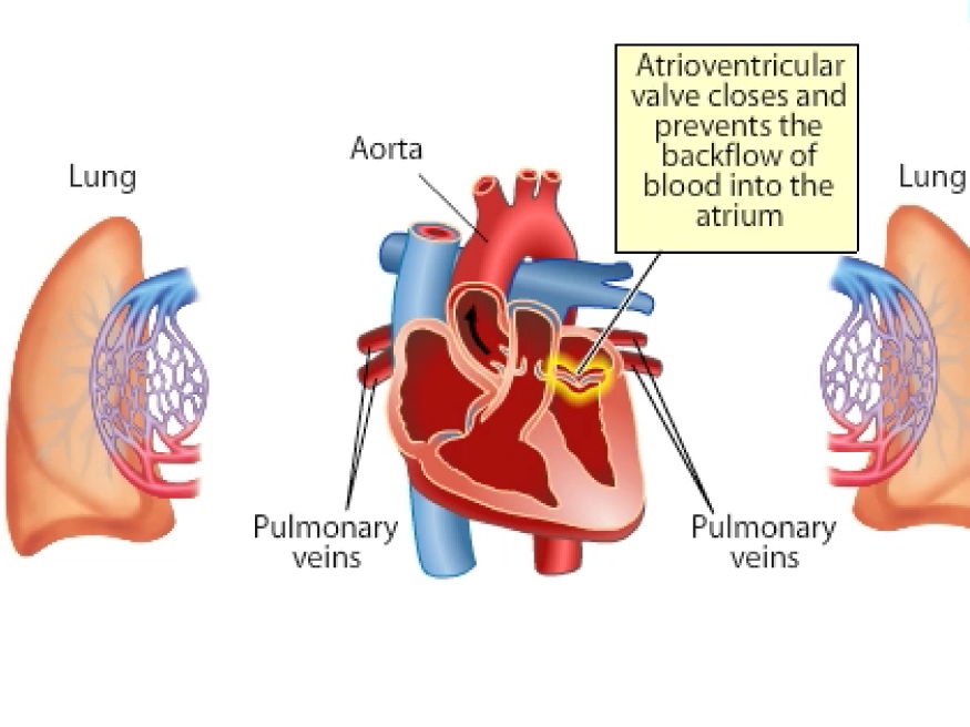Mammalian Heart Anatomy: Internal & External Structure – Complete Lesson