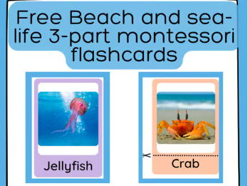 FREE Beach & Sea Life 3-Part Flashcards Montessori-Inspired  Real Images