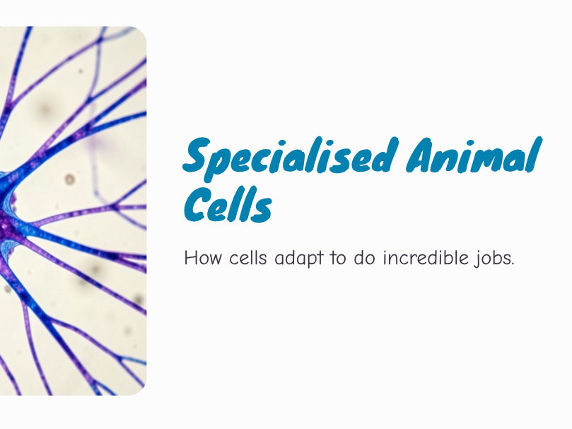 Y7 - Cells - Specialised Animal Cells