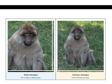 Barbary Macaque Photo Flashcards | EYFS & KS1 | Original Photos | SEND Inclusive