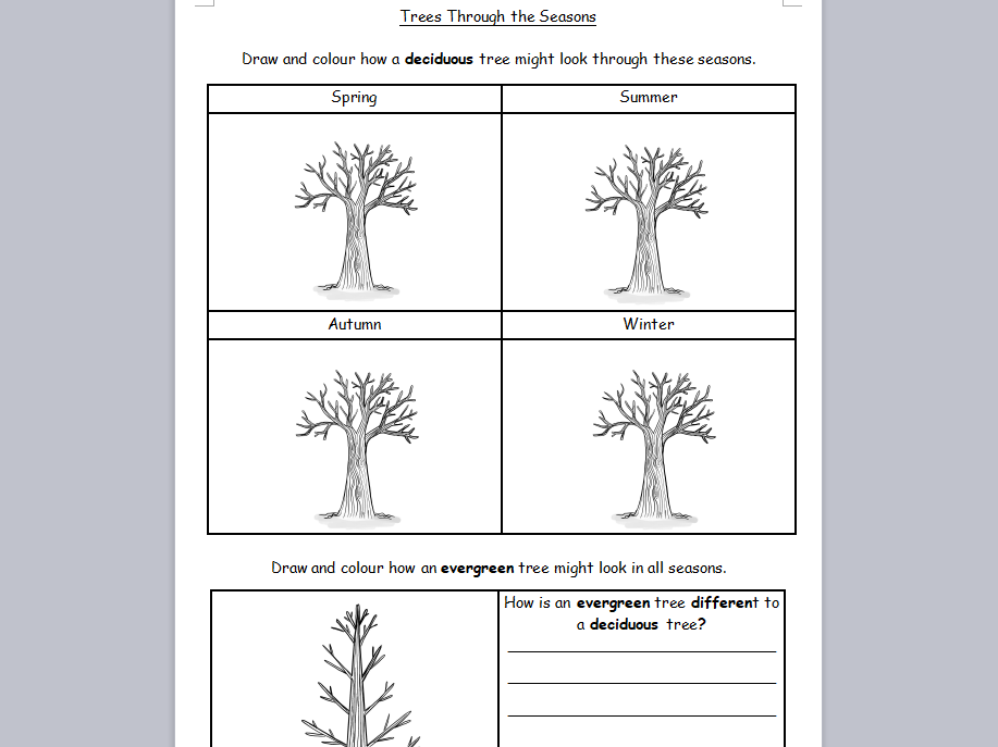 KS1 Science Deciduous and Evergreen Trees Through Seasons Worksheet