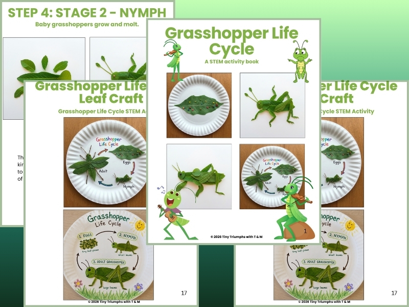 Grasshopper Life Cycle: A STEM Activity
